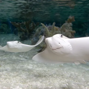Cow Nose Rays at SEA LIFE Blackpool