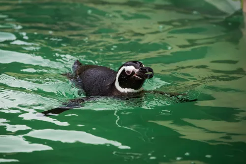 Blackpool Zoo