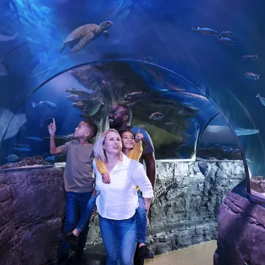 Ocean Tunnel Family