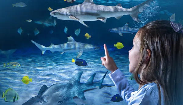 Girl pointing at sharks in a tank at SEA LIFE Blackpool