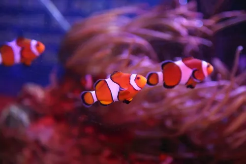 SEA LIFE Blackpool